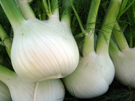 FINOCCHIO TARDIVO DI SARNO GR.50